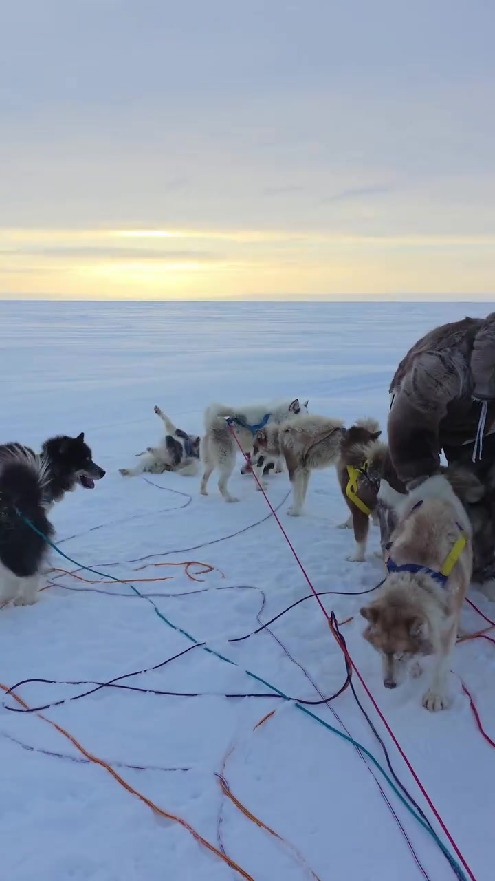 超大号兹拉坦🥶44岁伊布北极度假，裹得严严实实坐狗拉雪橇
